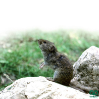 گونه ول کرمانی Kermanian Vole